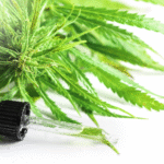 Cannabis plant with a dropper of THCA or CBD oil on a white background.
