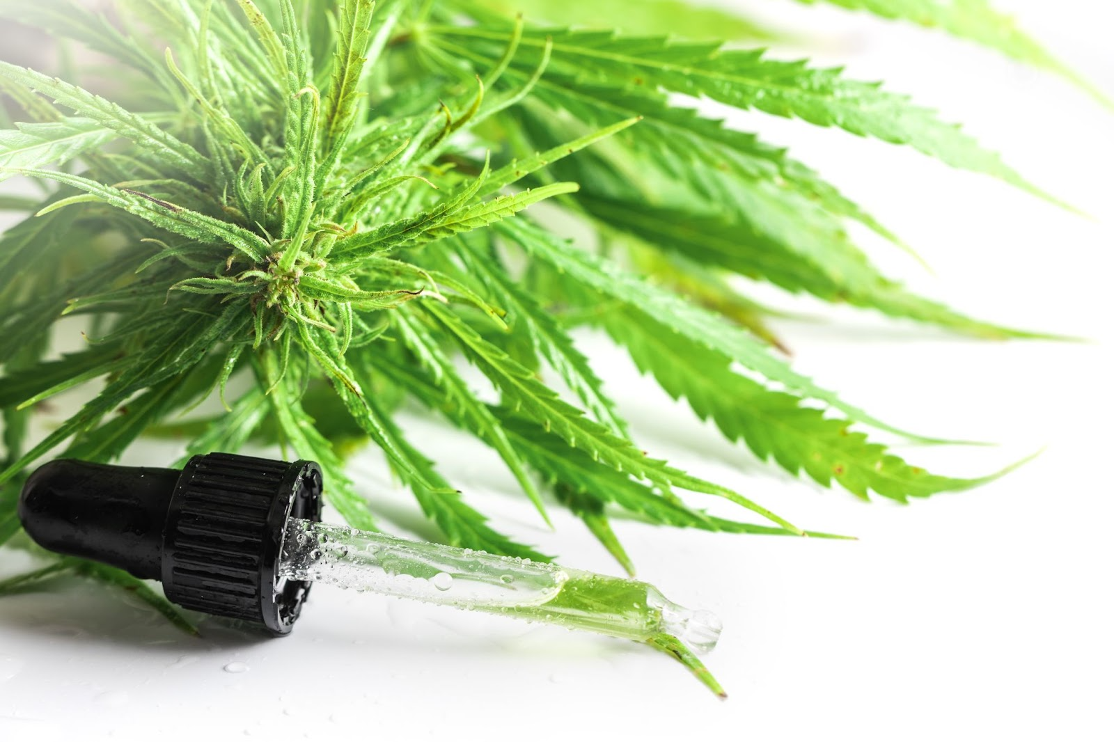 Cannabis plant with a dropper of THCA or CBD oil on a white background.