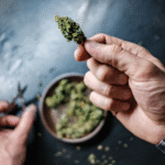 Hand holding a cannabis bud with scissors and a bowl of trimmed buds in the background.